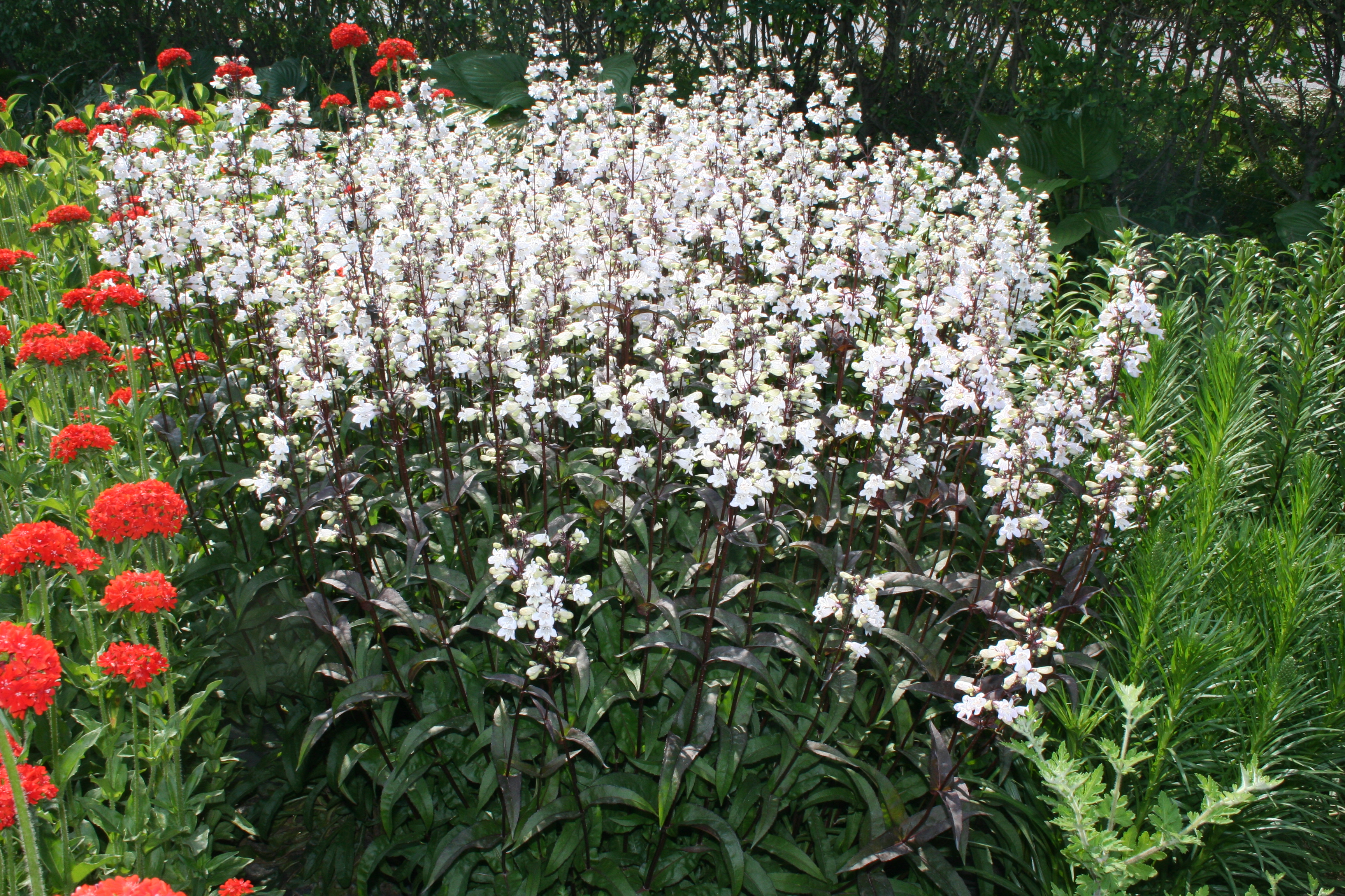Penstemon digitalis 'Husker Red'